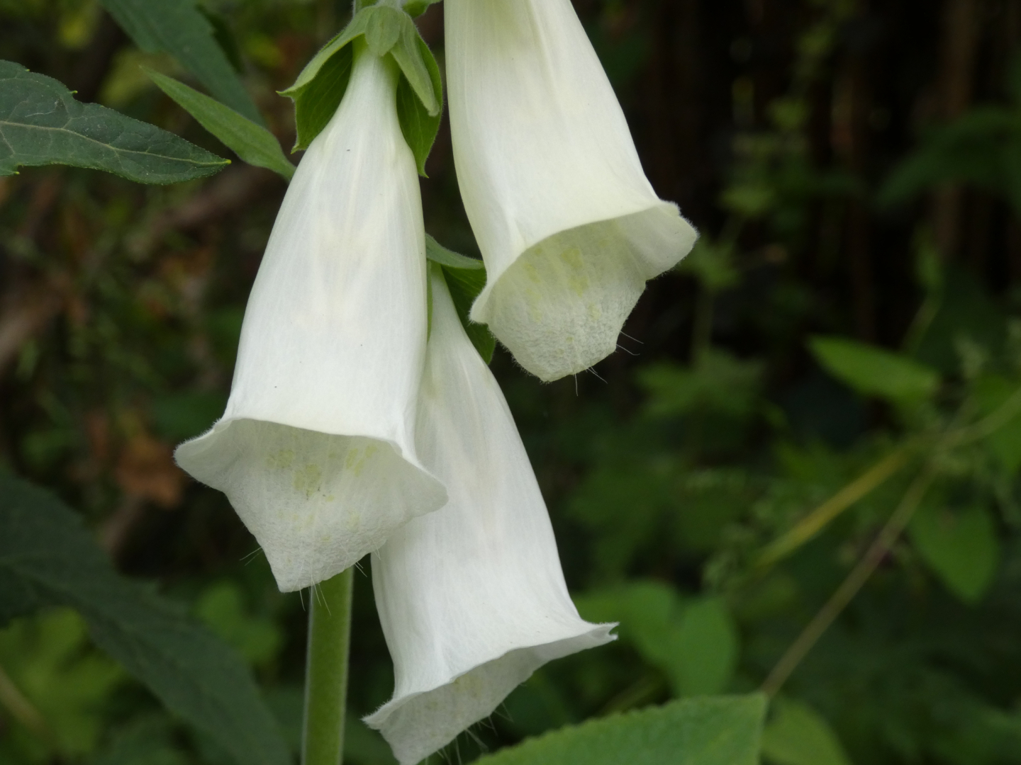 Weißer Fingerhut    Digitalis purpurea alba