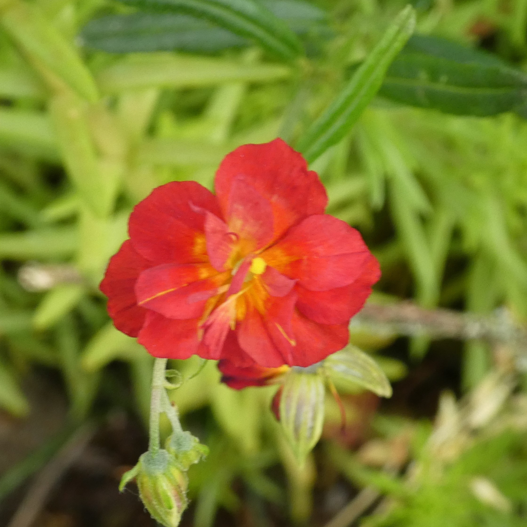 Sonnenröschen Helianthemum `Rubin`