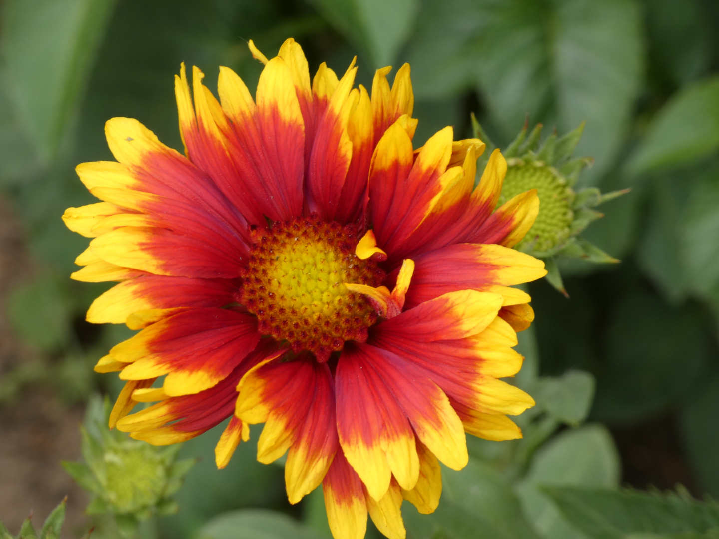 Kokardenblumen Gaillardia
