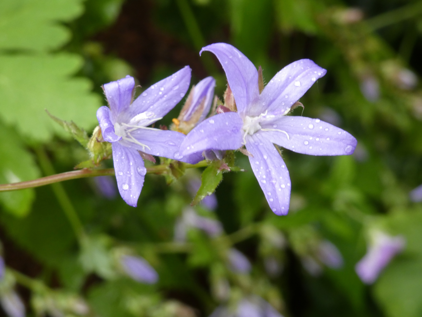 Campanula poscharskyana `Blauranke`