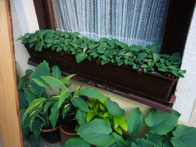 RIMG0004