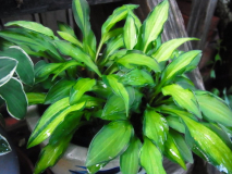 RIMG0077