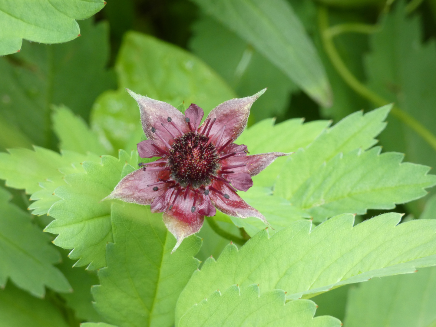 Sumpf-Blutauge   Potentilla palustris