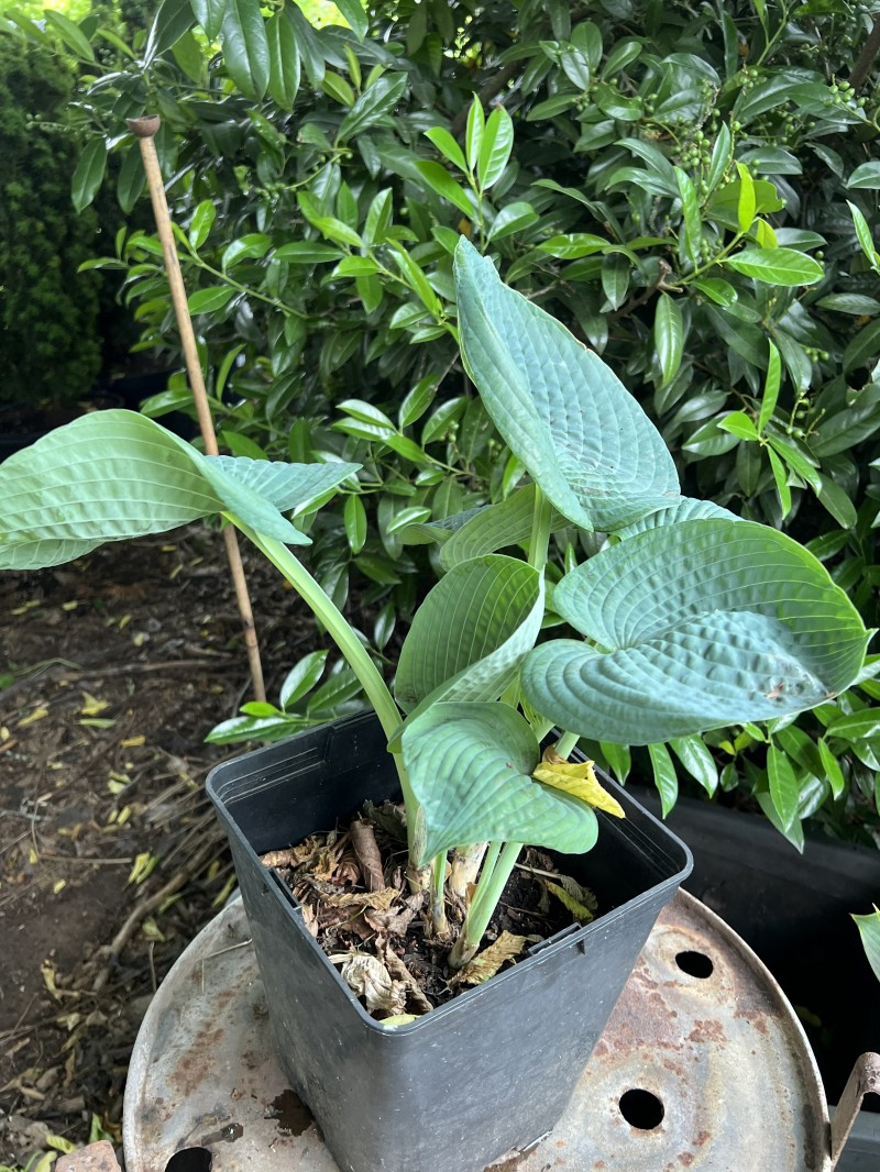 2025-06 Hosta unbekannt 1