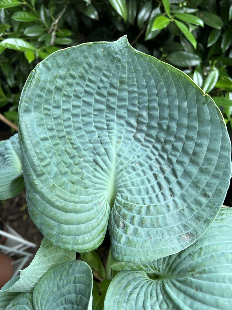 2025-06 Hosta unbekannt 2