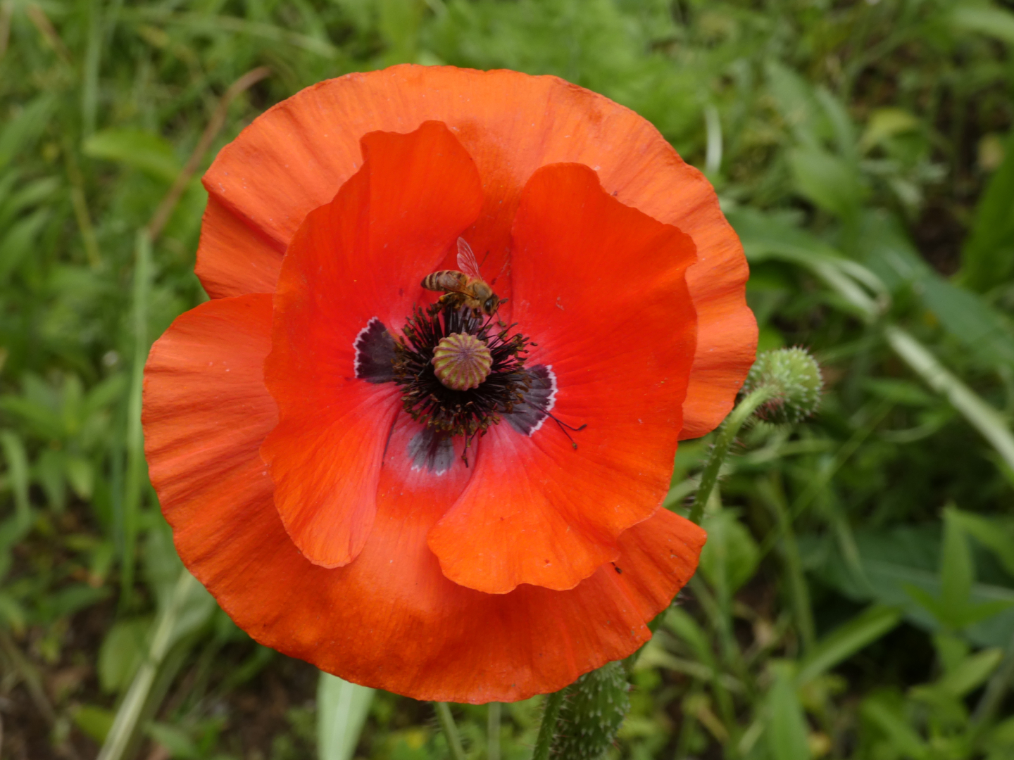 Klatschmohn    Papaver rhoeas