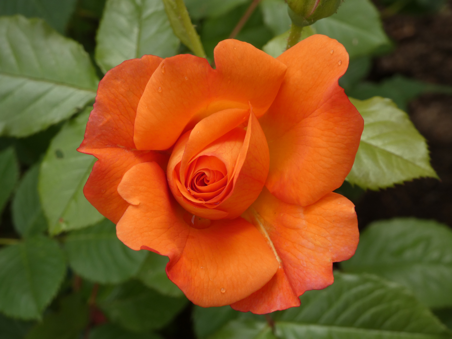 Strauchrose  `Westerland`