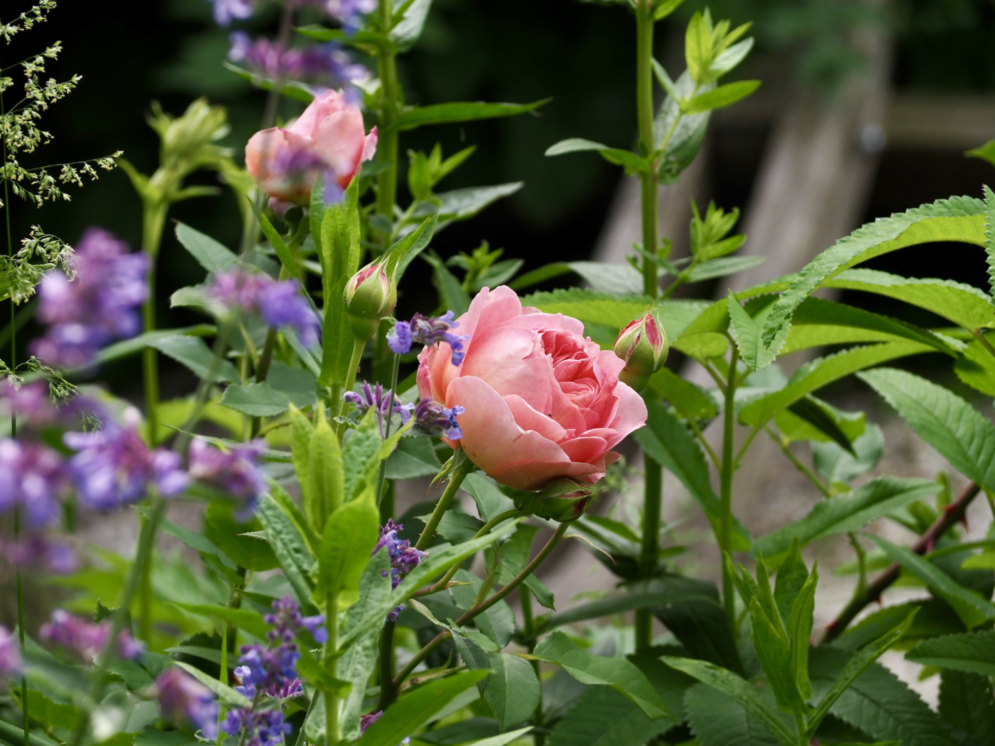 P6091824