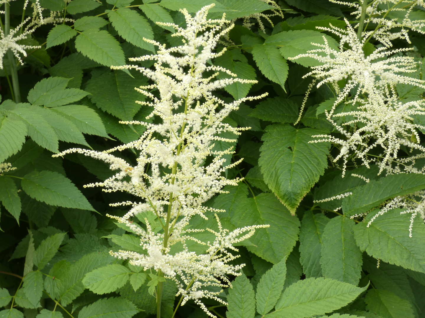 Wald-Geißbart    Aruncus dioicus