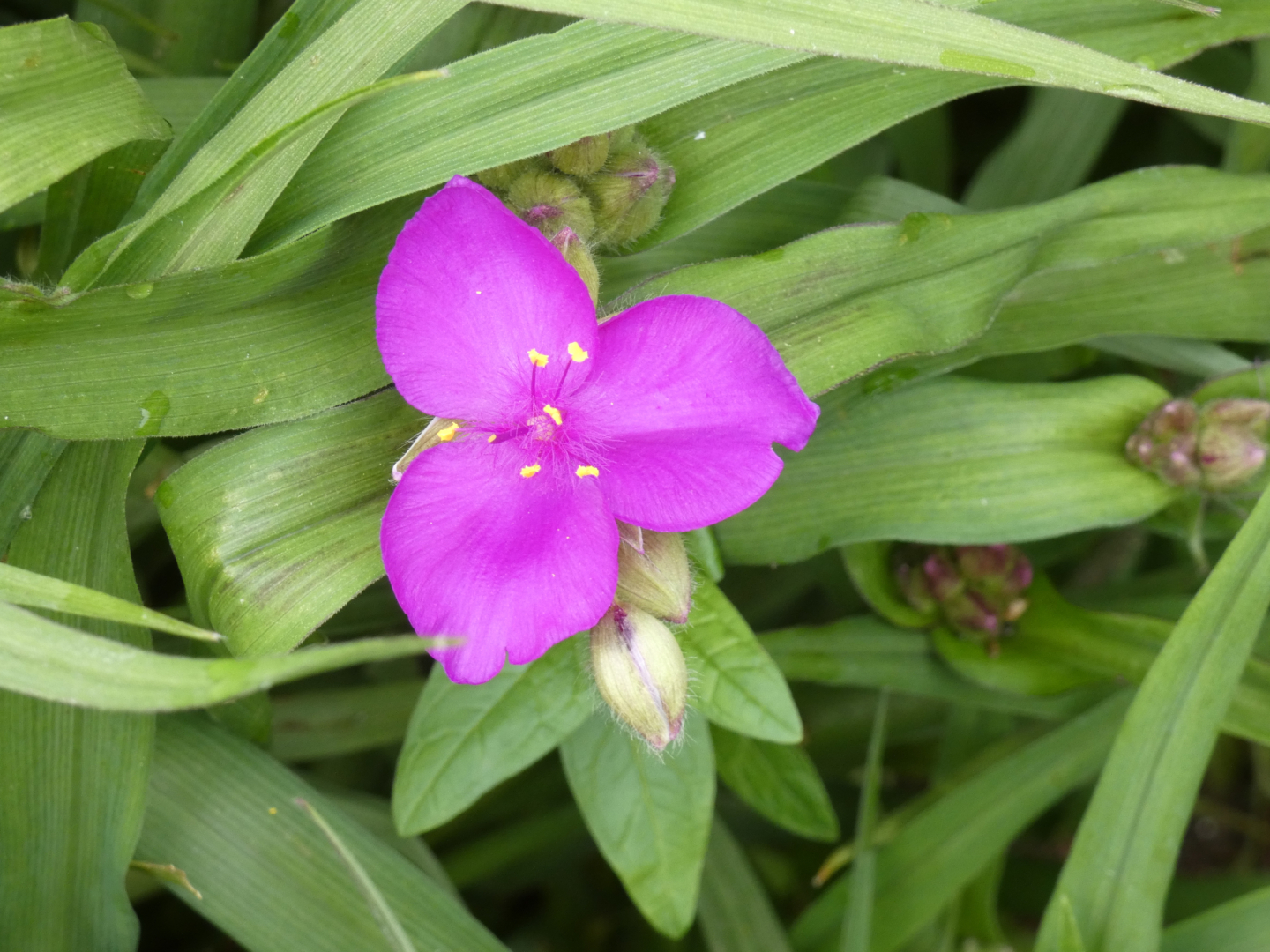 Dreimasterblume    Tradescantia