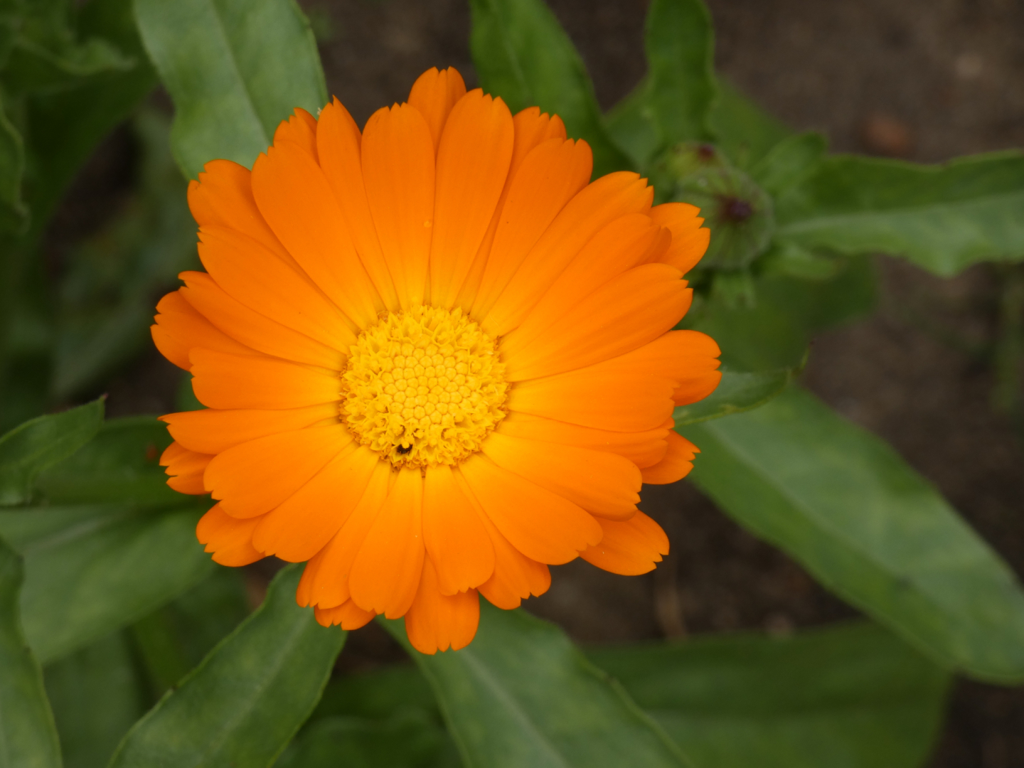 Ringelblume   Calendula officinalis