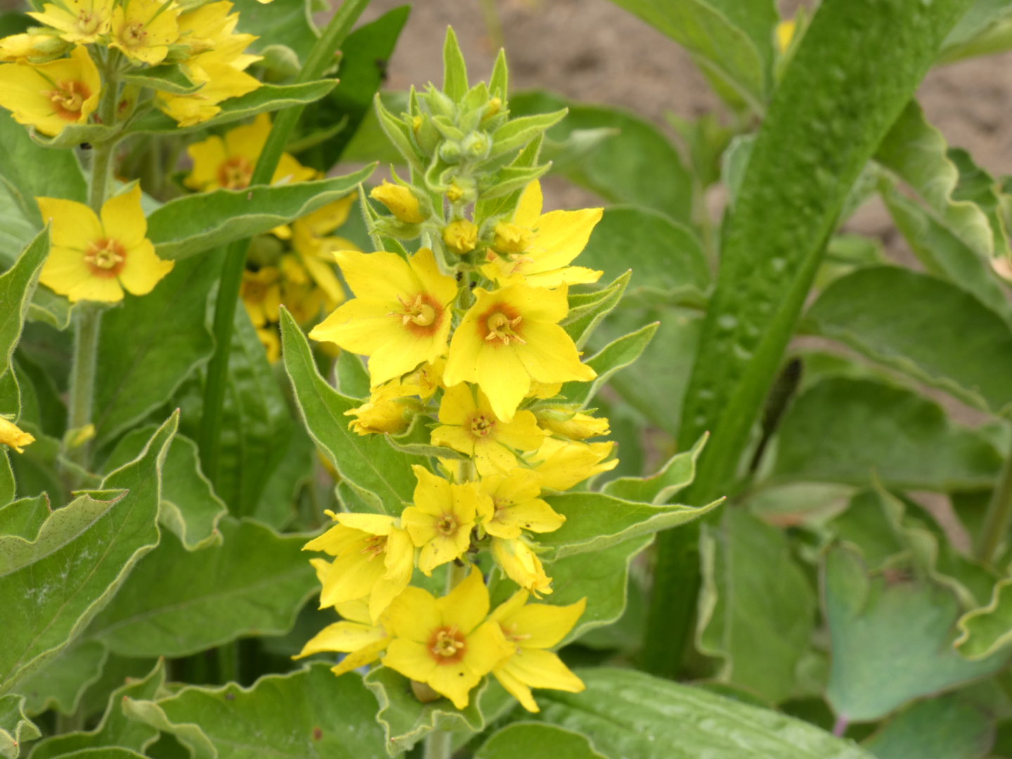 Punktierte Gilbweiderich   Lysimachia punctata