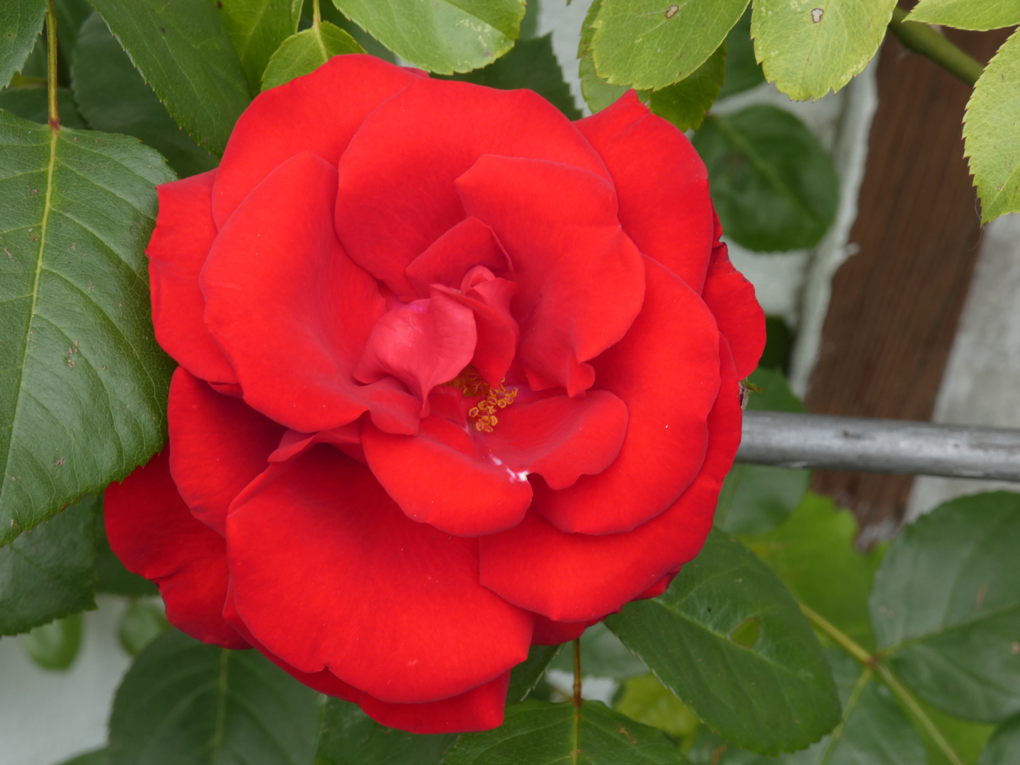 Kletterrose   Name unbekannt