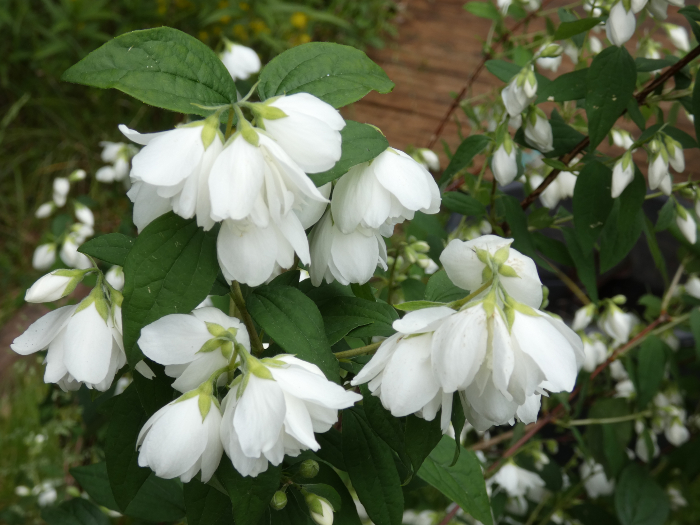 Bauern Jasmin  Europäische Pfeifenstrauch Philadelphus coronarius