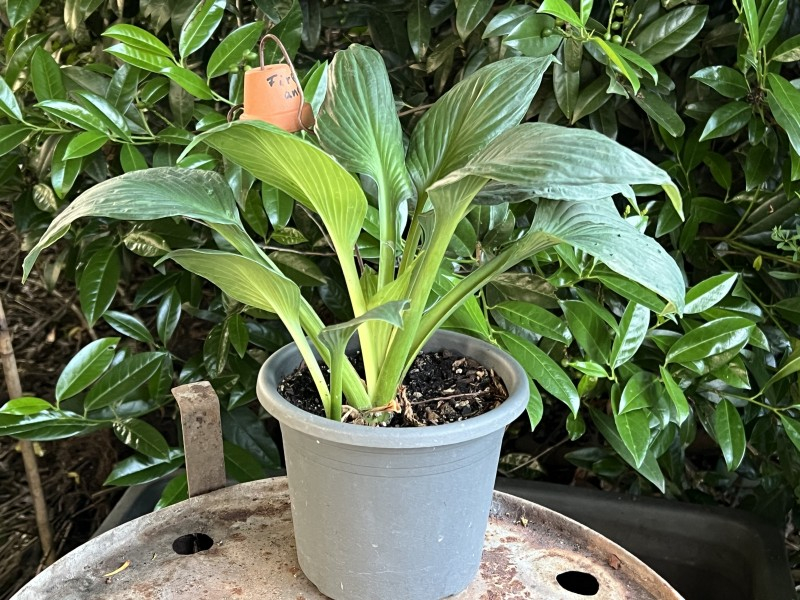Hosta ex Fire and Ice