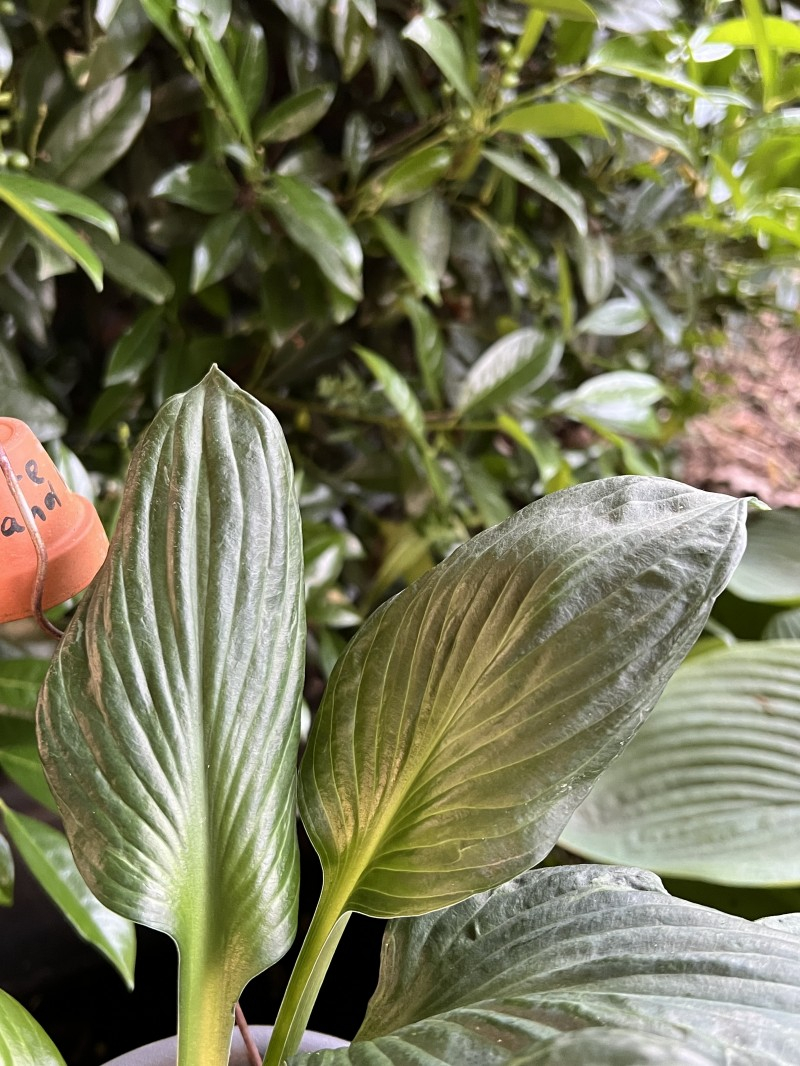 Hosta ex Fire and Ice