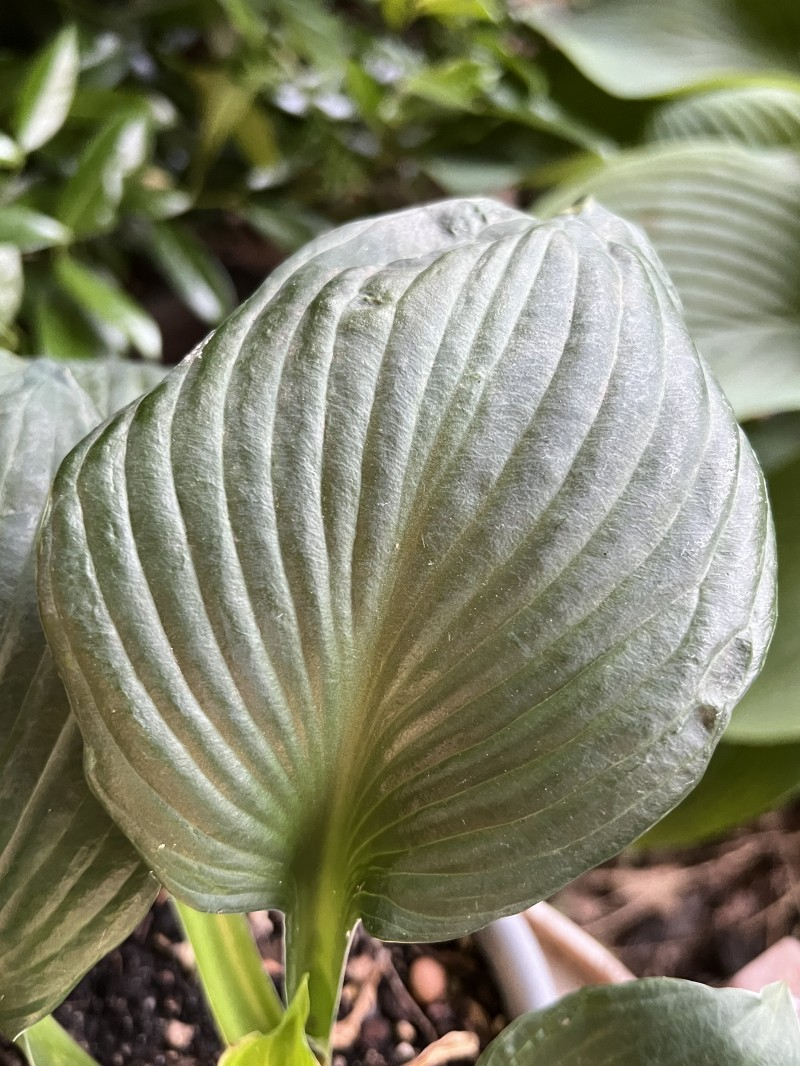Hosta ex Fire and Ice