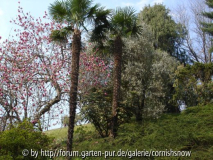 Villa Taranto - Magnolie mit Hanfpalmen