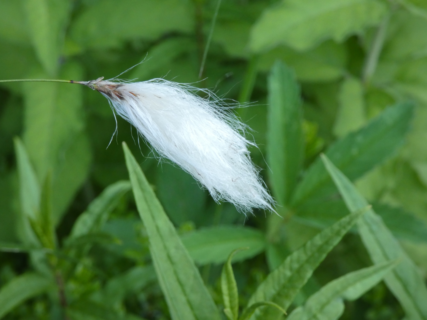 Wollgras   Eriophorum