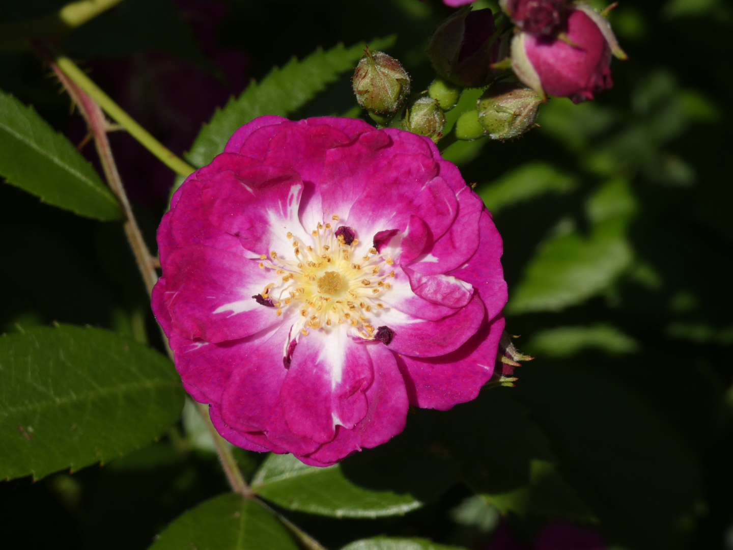 Rose  rubiginosa Meg Merrilie