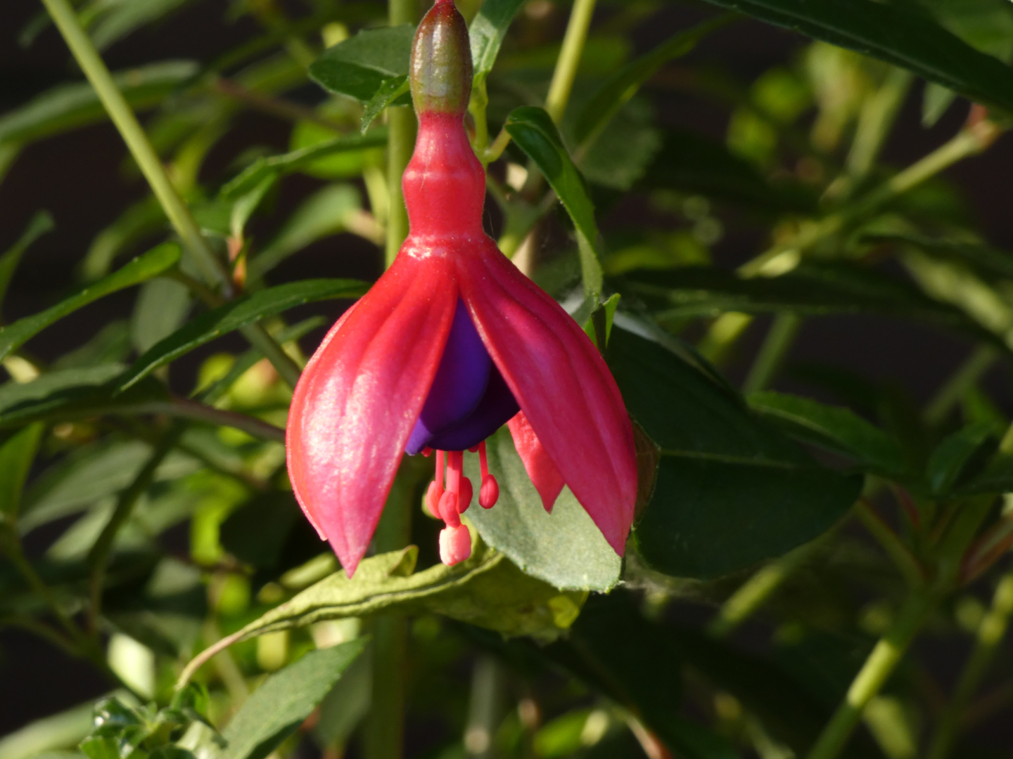 Fuchsie pink    Fuchsia
