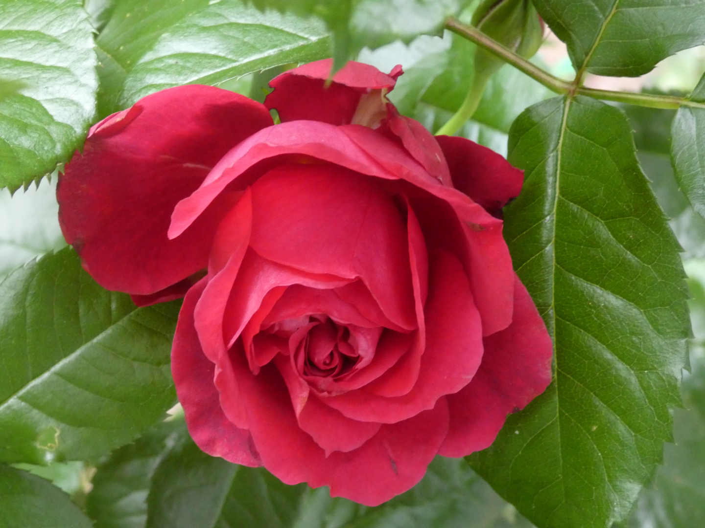 Strauchrose Soul