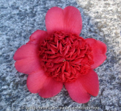 Camellia japonica 'Anemoniflora'