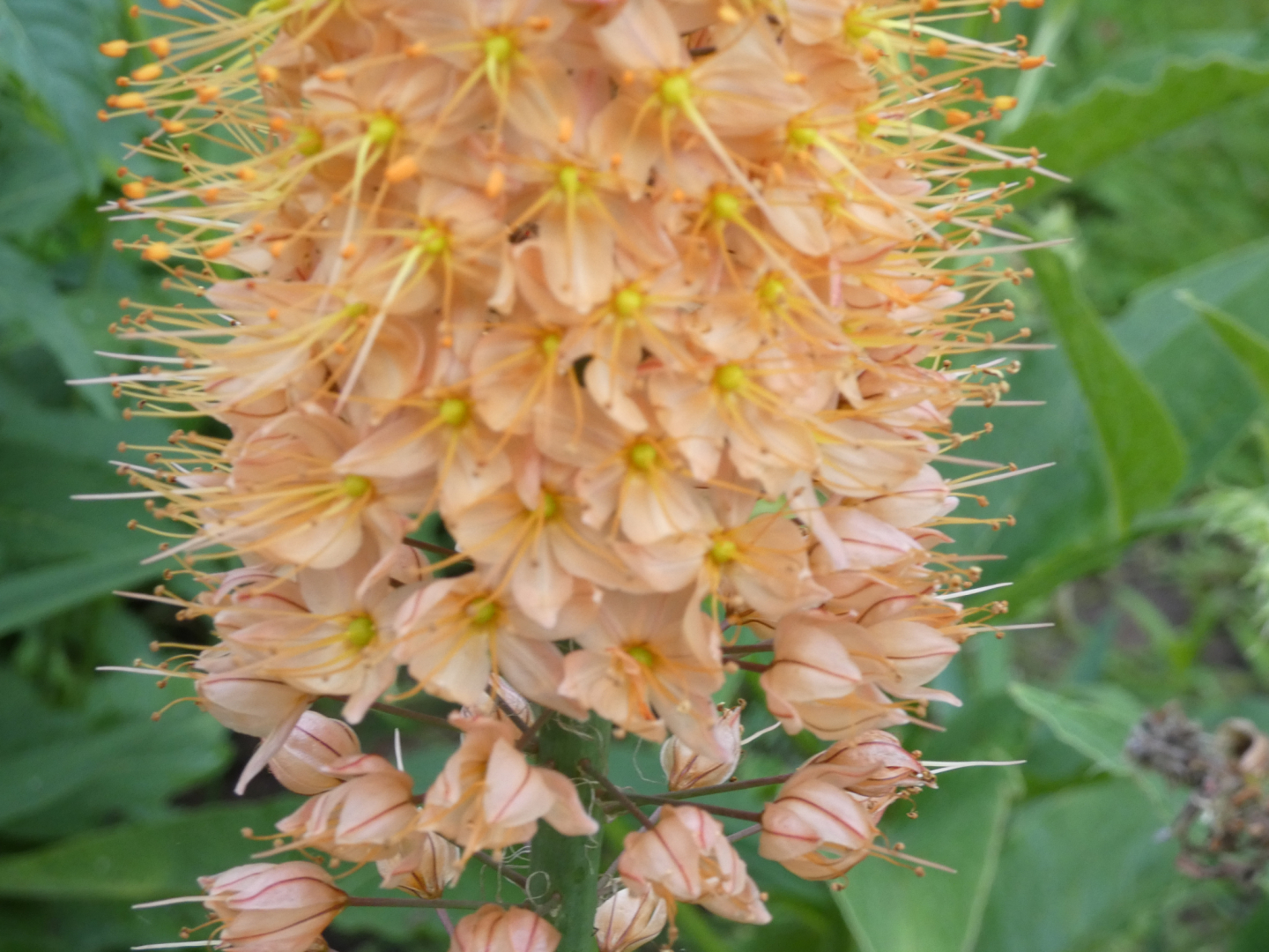 Steppenkerze Eremurus Cleopatra