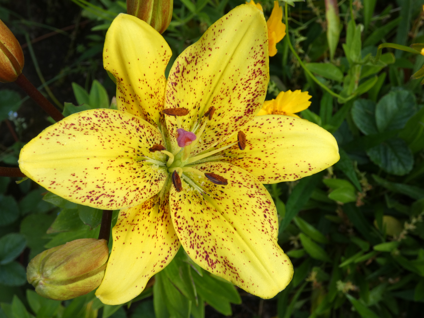 Lilie    Lilium