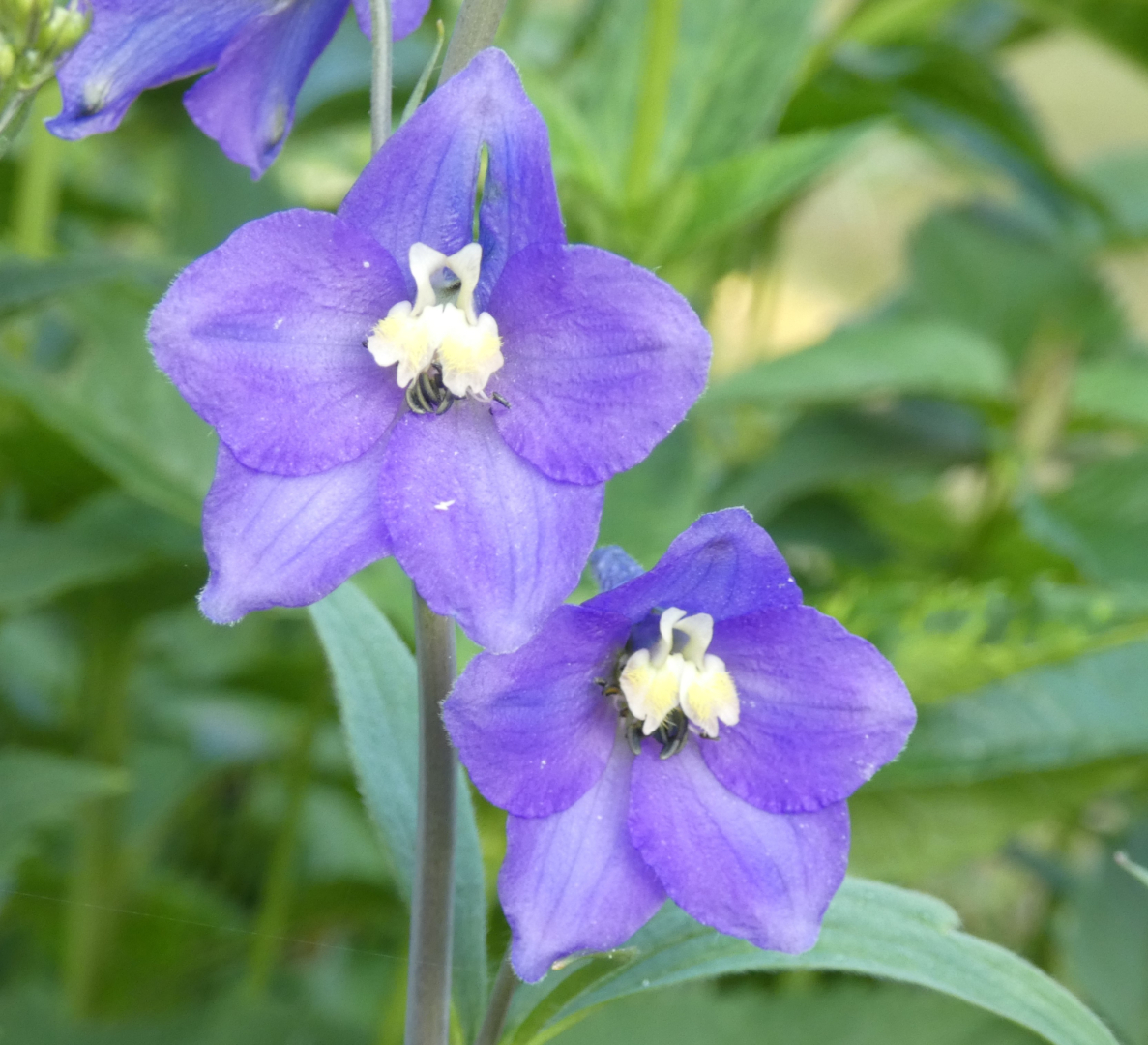 Rittersporn  Delphinium