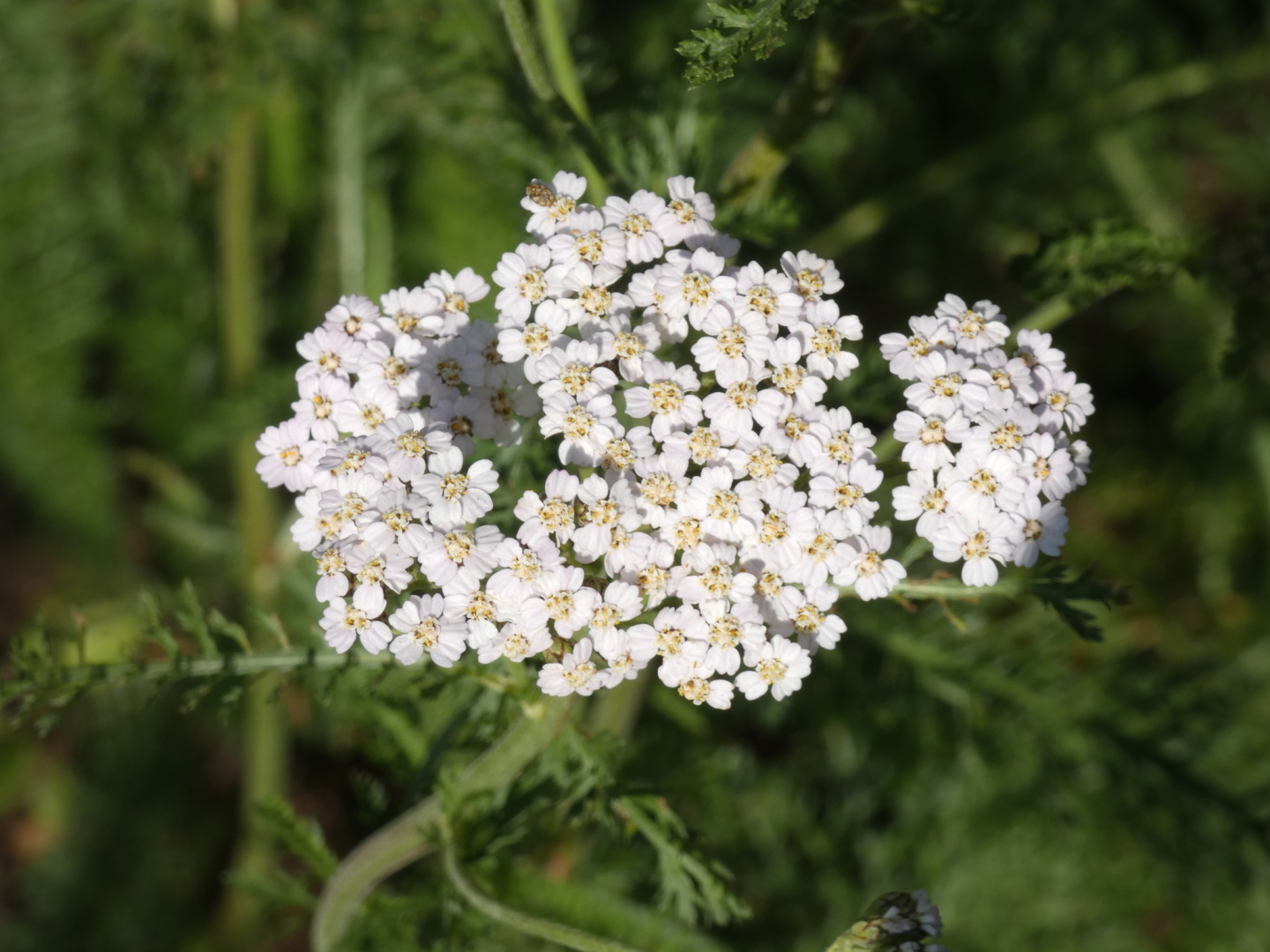 Schafgarben  Achillea