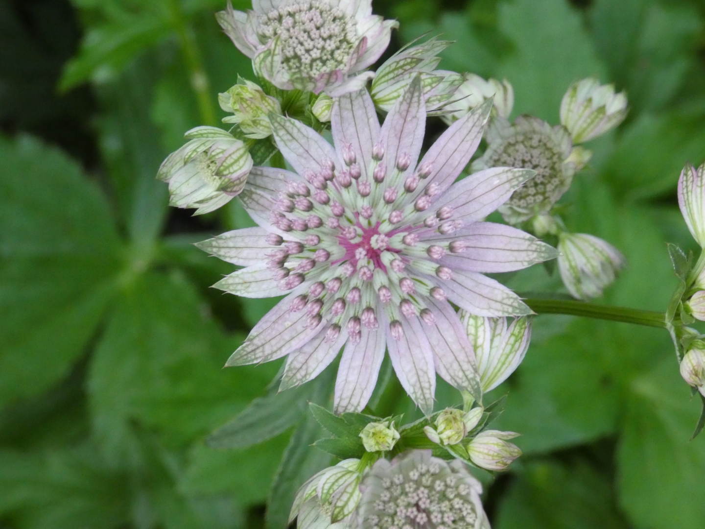 Große Sterndolde  Astrantia major `Pink Button `