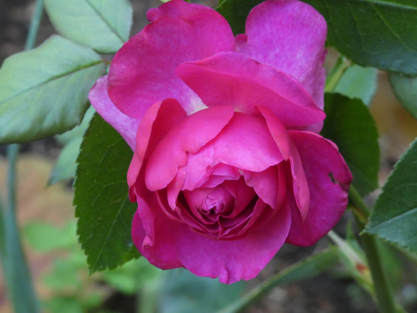 Beetrose   Kaffe Fassett