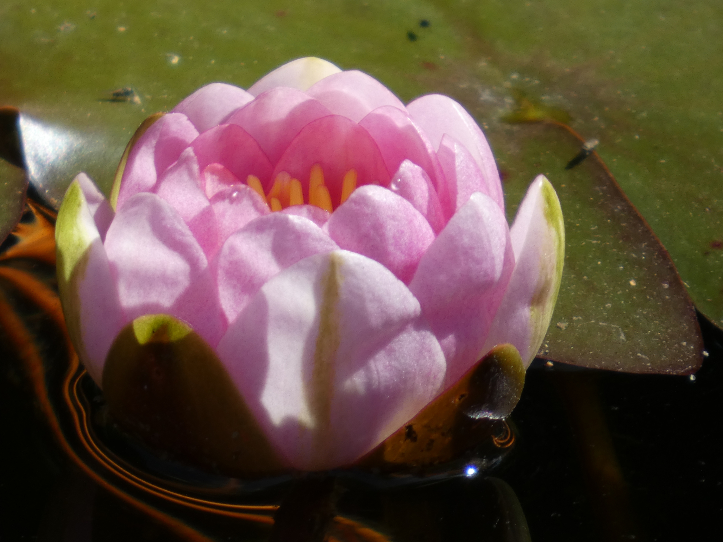 die erste Seerose  Name nicht bekannt