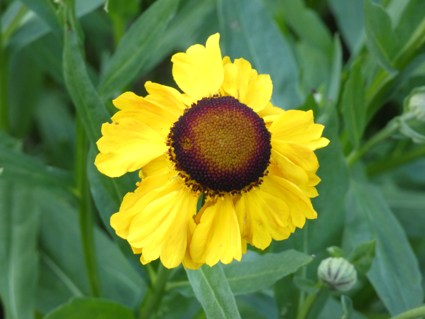 Sonnenbraut   Helenium 'El Dorado’