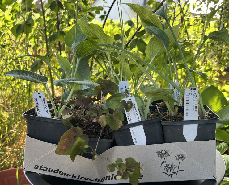 Hosta Zuwachs Juni 2025 aus der Staudengärtnerei Kirschenlohr