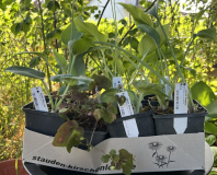 Hosta Zuwachs Juni 2025 aus der Staudengärtnerei Kirschenlohr