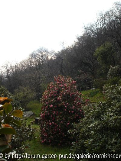 Kamelienwald