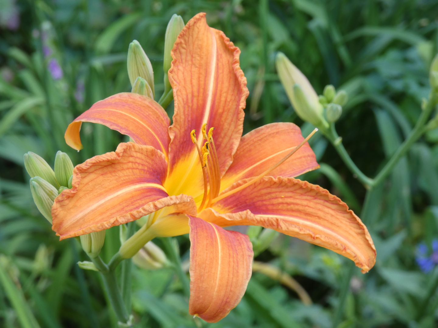 Taglilie  Hemerocallis    Sä. Rotbraun Mini
