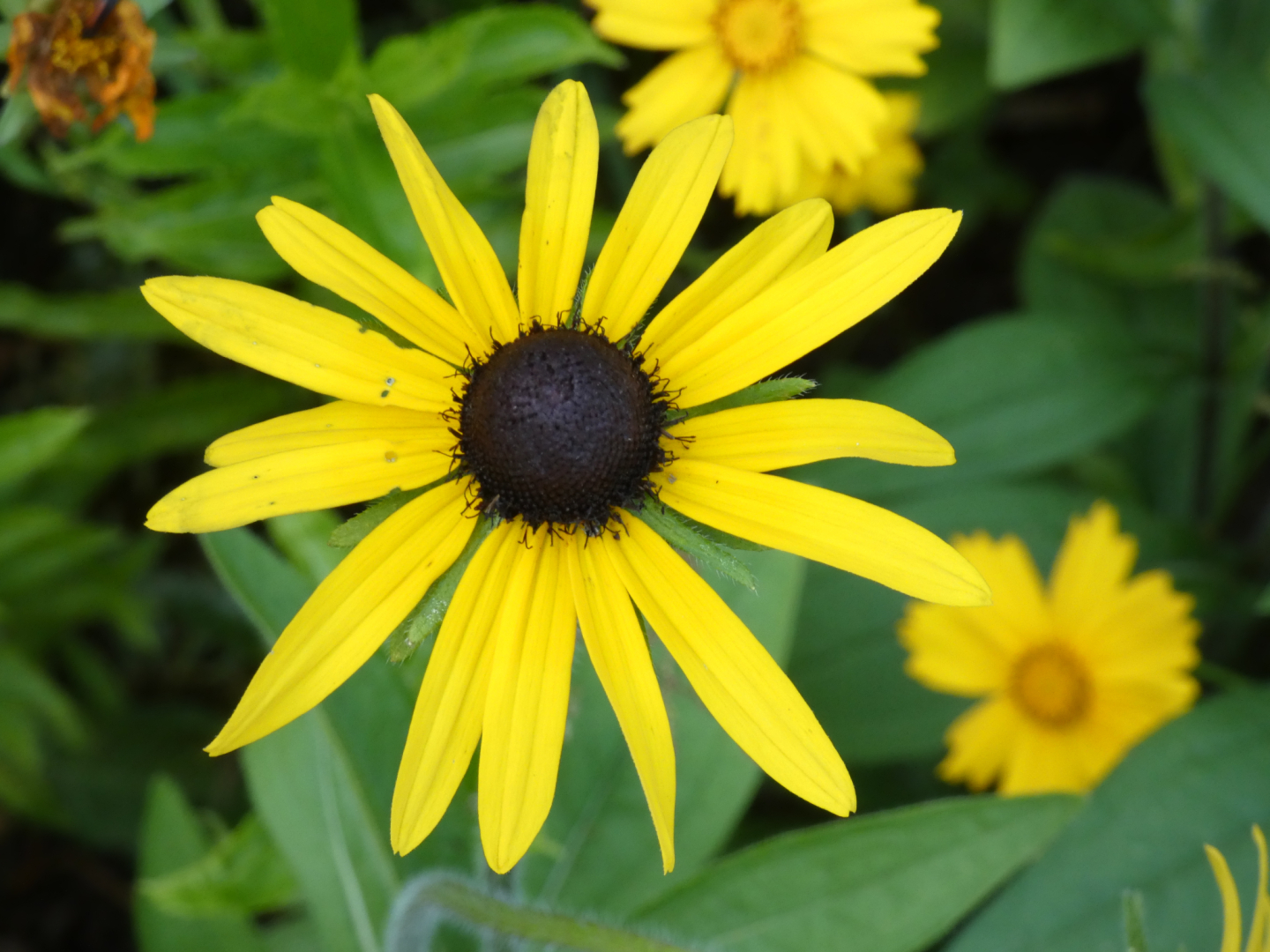 Sonnenhut    Rudbeckia
