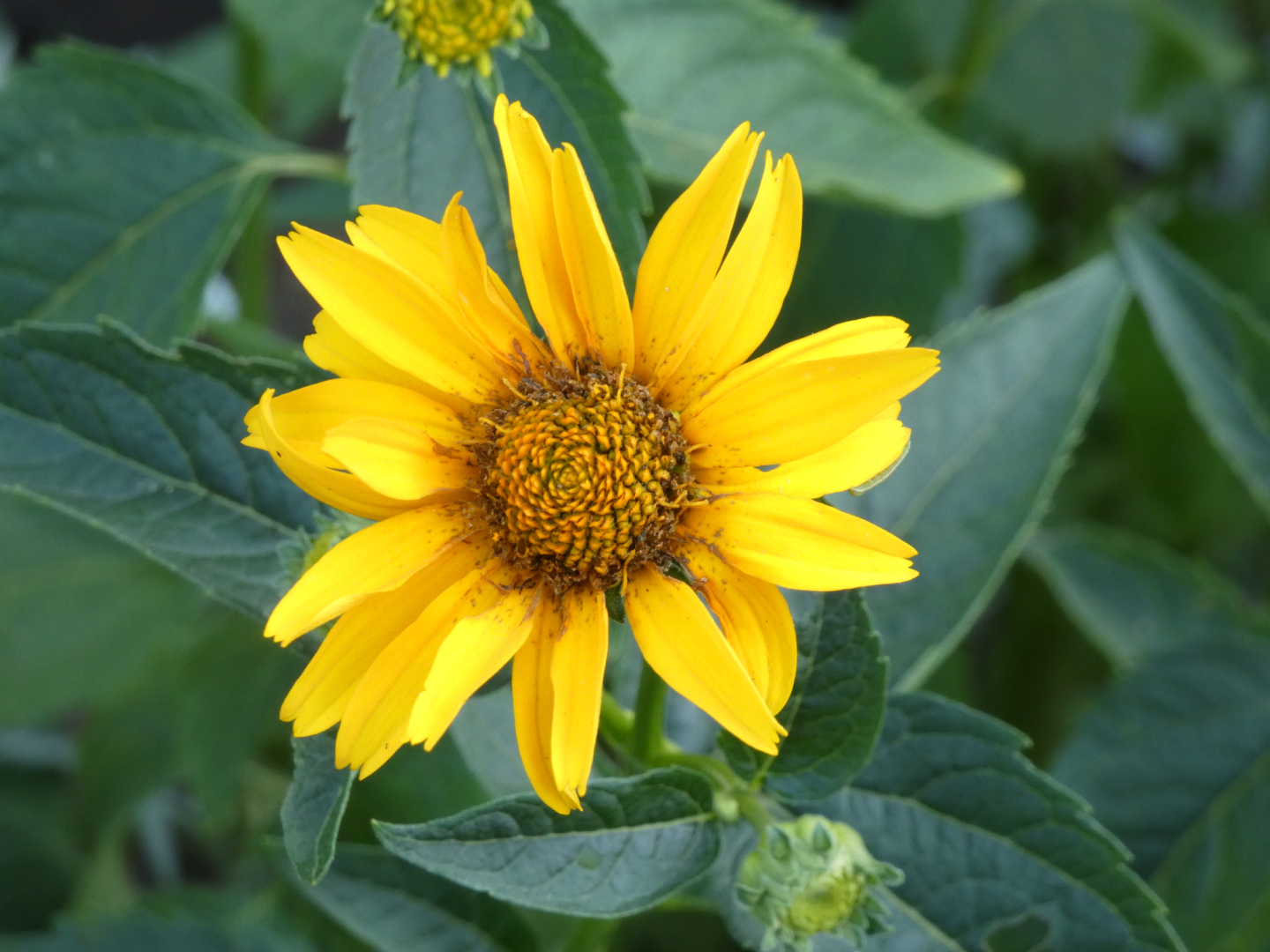 Sonnenauge   Heloniopsis