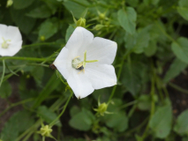 Karpaten Glockenblume   Campanula carpatica