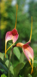 Masdevallia 2