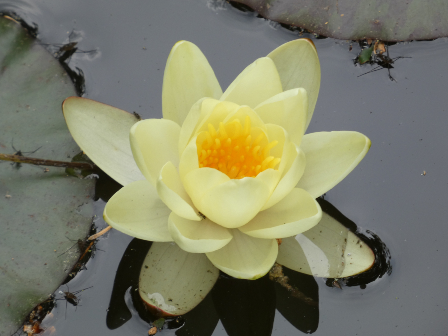 Seerose Nymphaea cultorum 'Marliacea Chromatella'