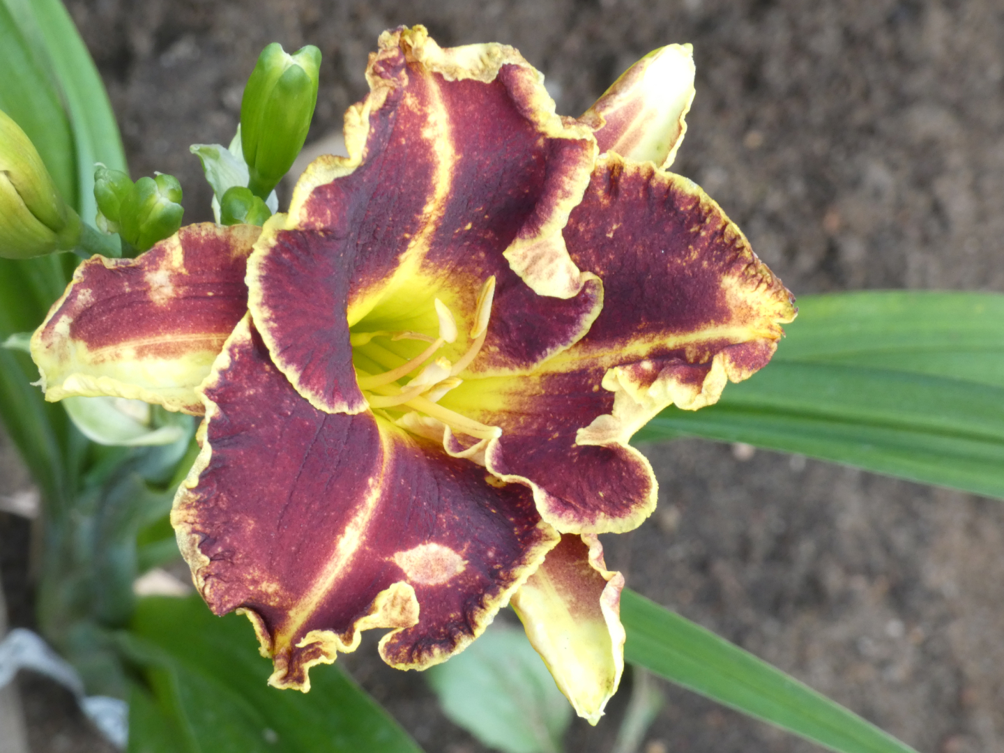 Taglilie    Hemerocallis  Belly Buton