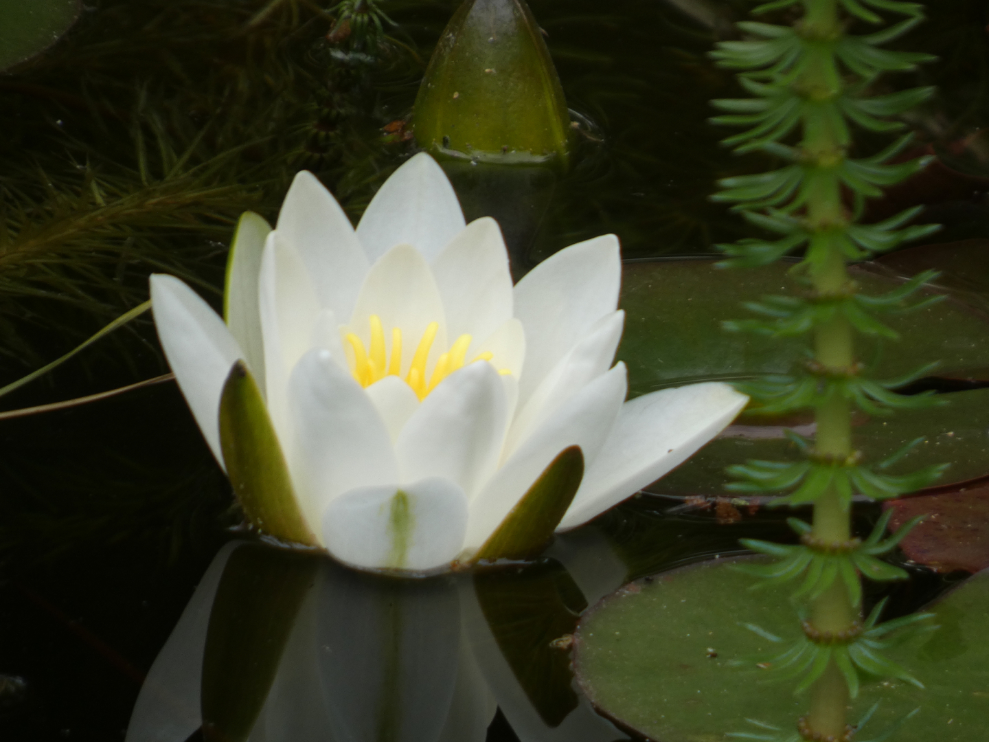 Seerose   Nymphaea odorata 'Alba'