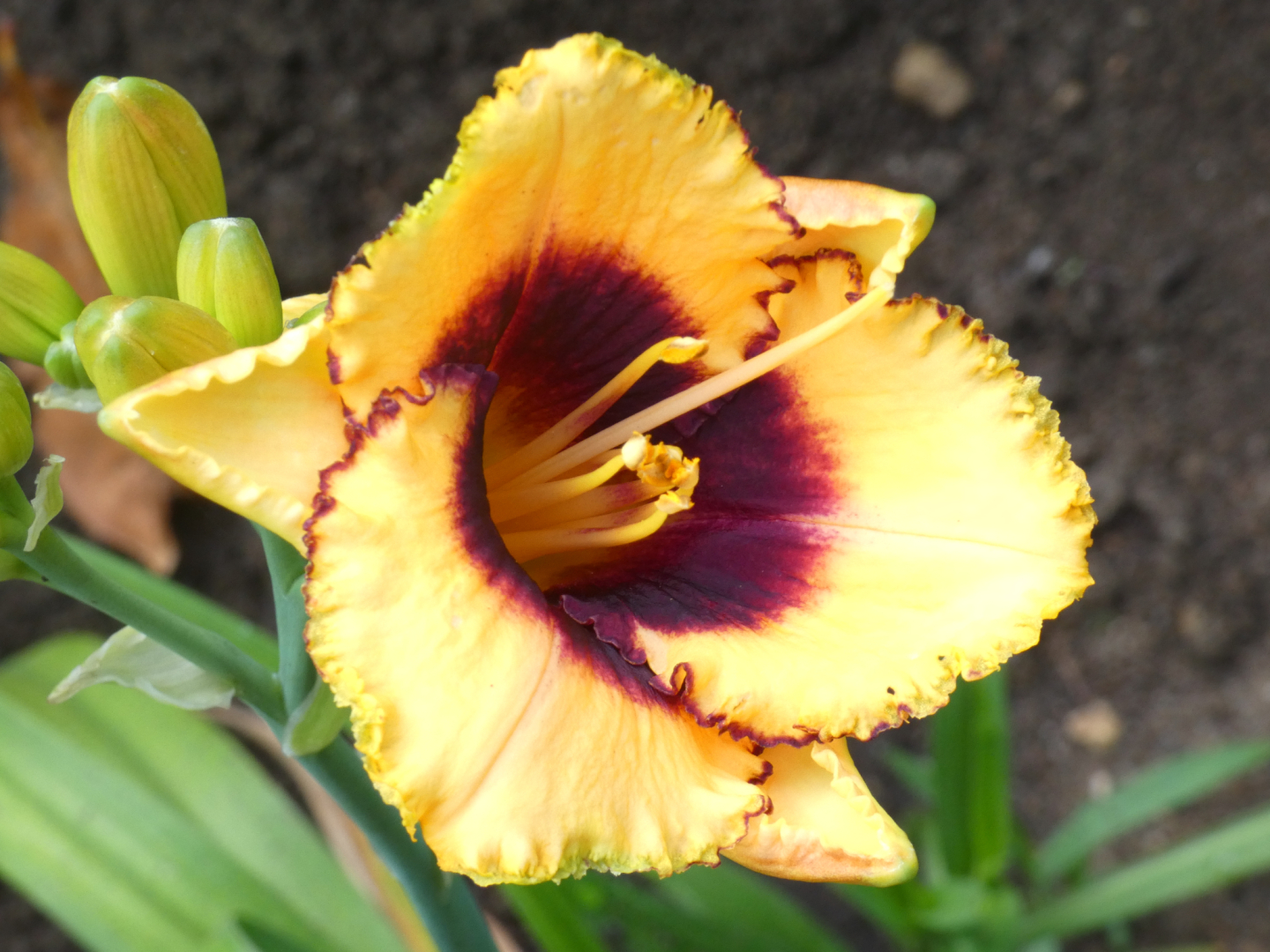 Taglilie    Hemerocallis