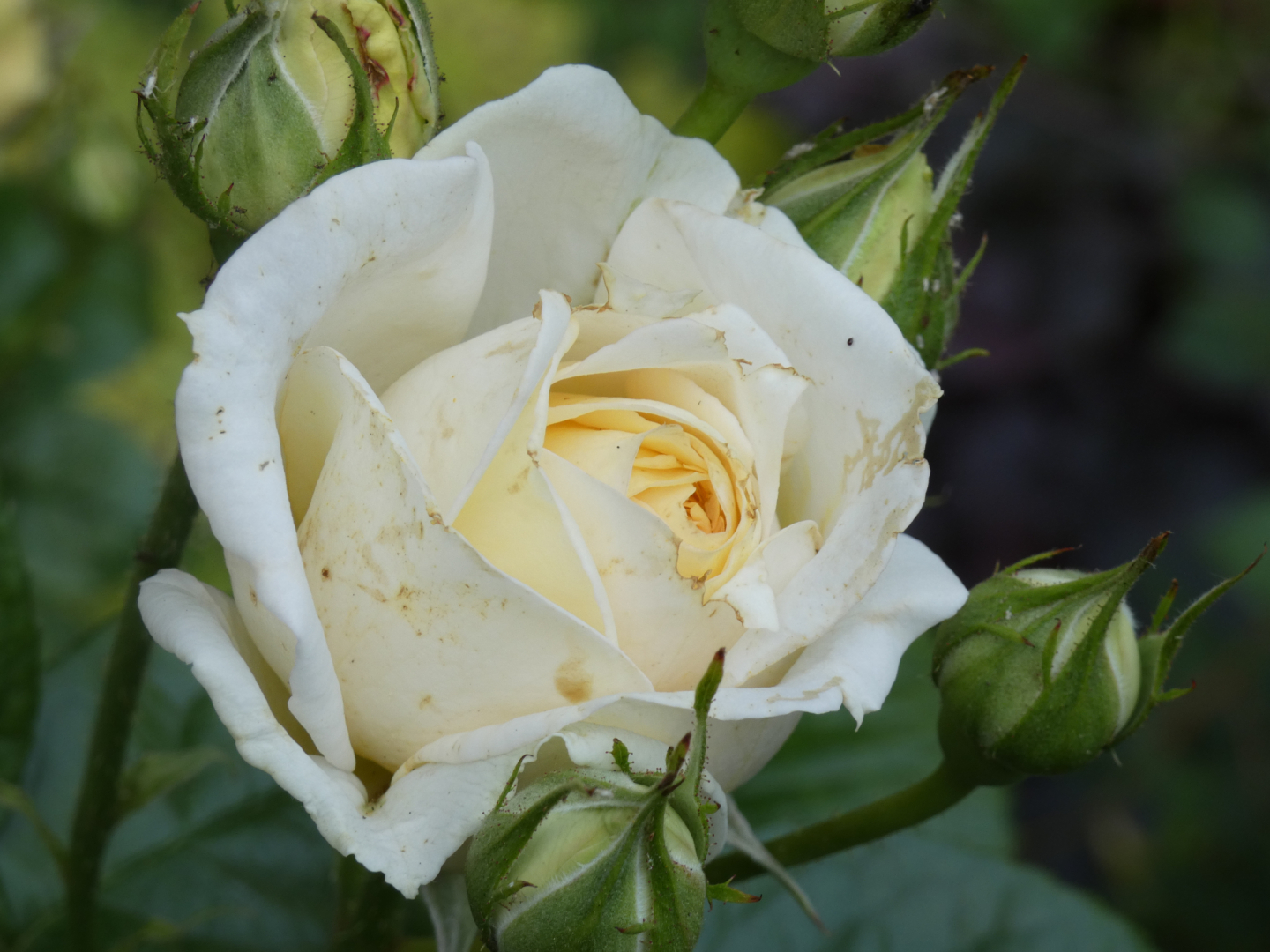 Strauchrose Madame Anisette