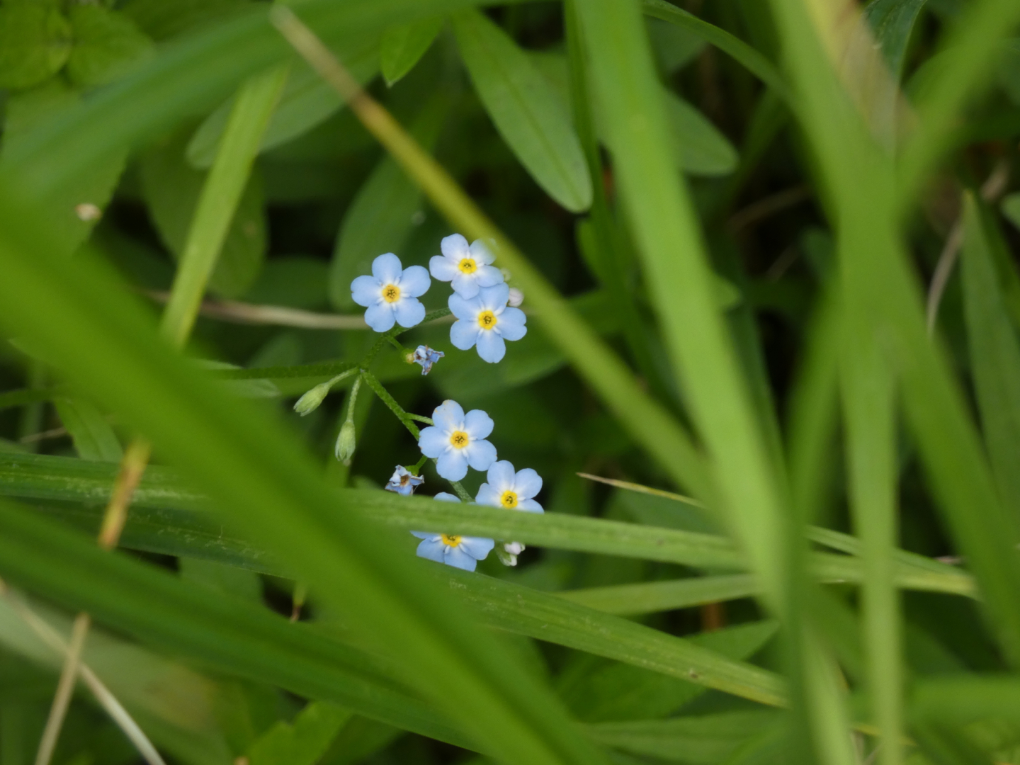 Sumpf-Vergissmeinnicht Myosotis scorpioides