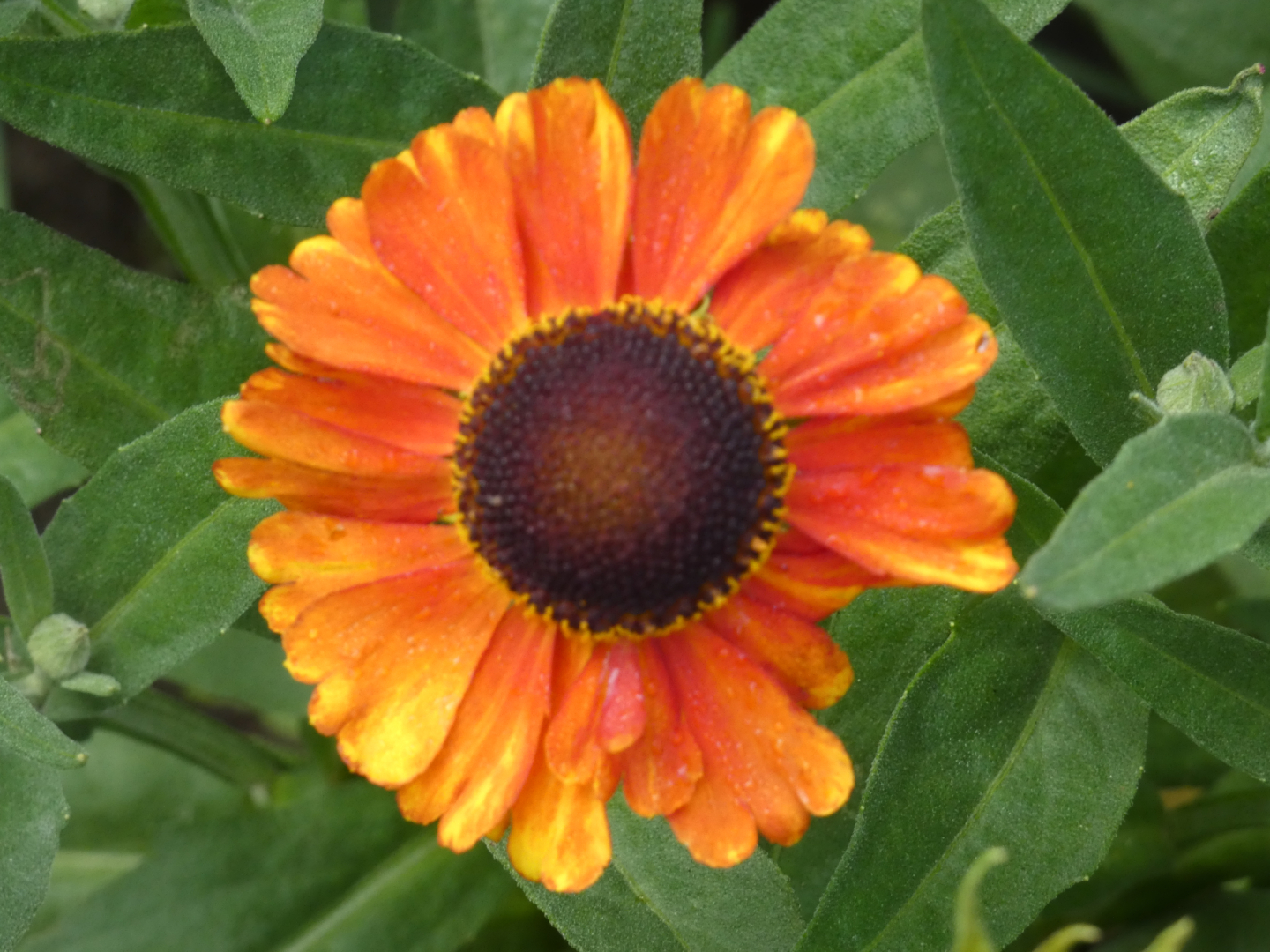 Sonnenbraut    Helenium